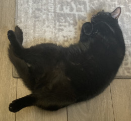 Let's see your relaxed cats