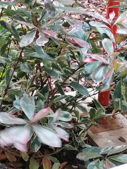 Can you name this plant please? 