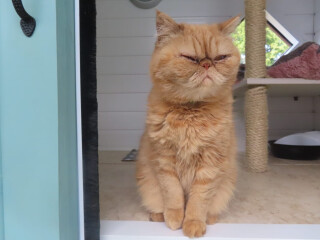 Ok ... talk to me about Persians please