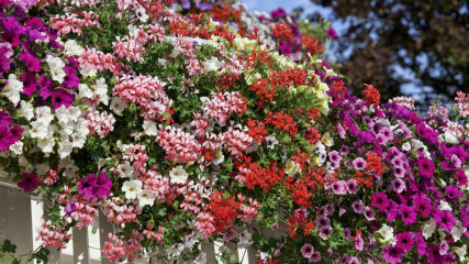 Window box recommendations please?