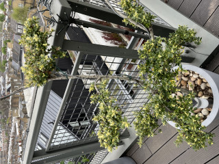 Anyone know anything about boxwoods? 