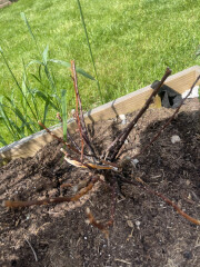 Dead rose after pruning