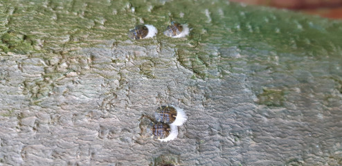 What are these insects and will they kill my magnolia?