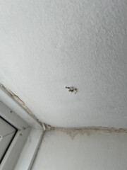 Help! Leaking roof. To burst or not to burst plaster bubble?