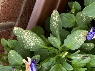 What's causing this damage on my violas? It's very distinctive.