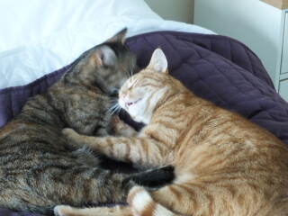 What has your experience of ginger  cats been ? 