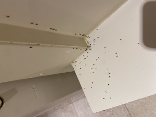 Holiday cottage ant invasion