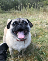 Pugs not “classed as dogs” anymore 