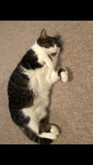 Let's see your relaxed cats