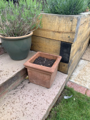 Plant Suggestions please!