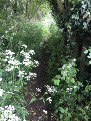 Come chat hiking with me!