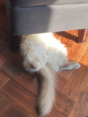 Let's see your relaxed cats