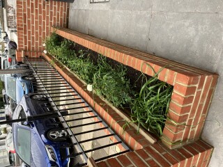 My front garden’s finished - but what shall I put in it?