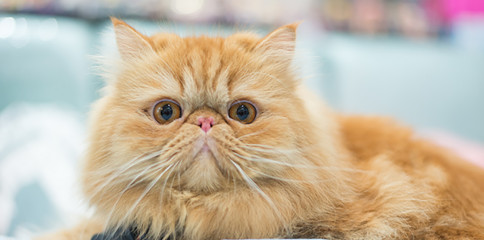 Pugs not “classed as dogs” anymore 