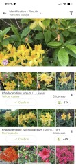 Can anyone identify this 1970s rhododendron?