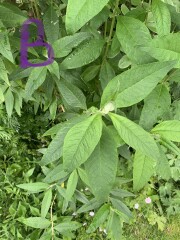 What are these plants? Help!