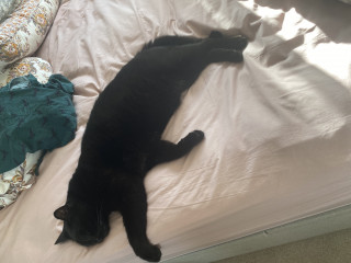 Let's see your relaxed cats