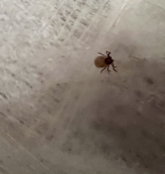 To think this is a tick? (Urgent!!)