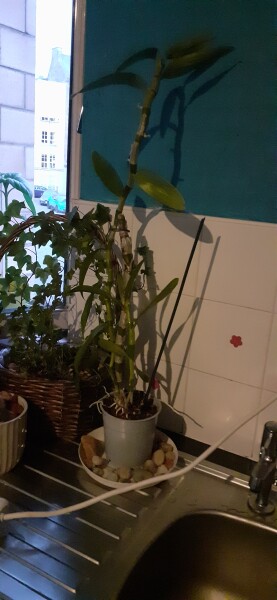 to think our orchid is strange 