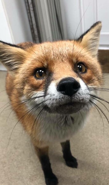 Foxes in neighbour's abandoned garden