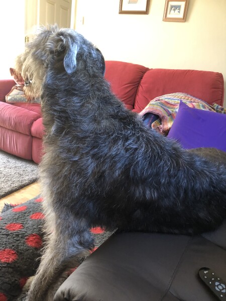My dog is not allowed