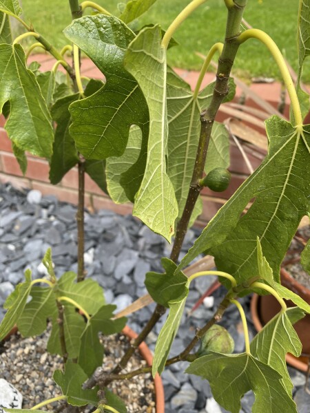 Is my fig tree okay? 