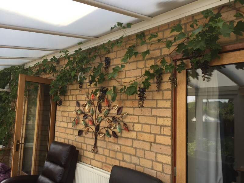 Conservatory plants