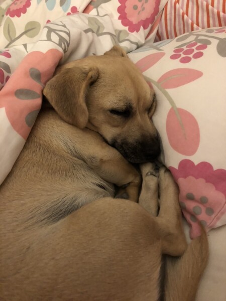 Foster dog