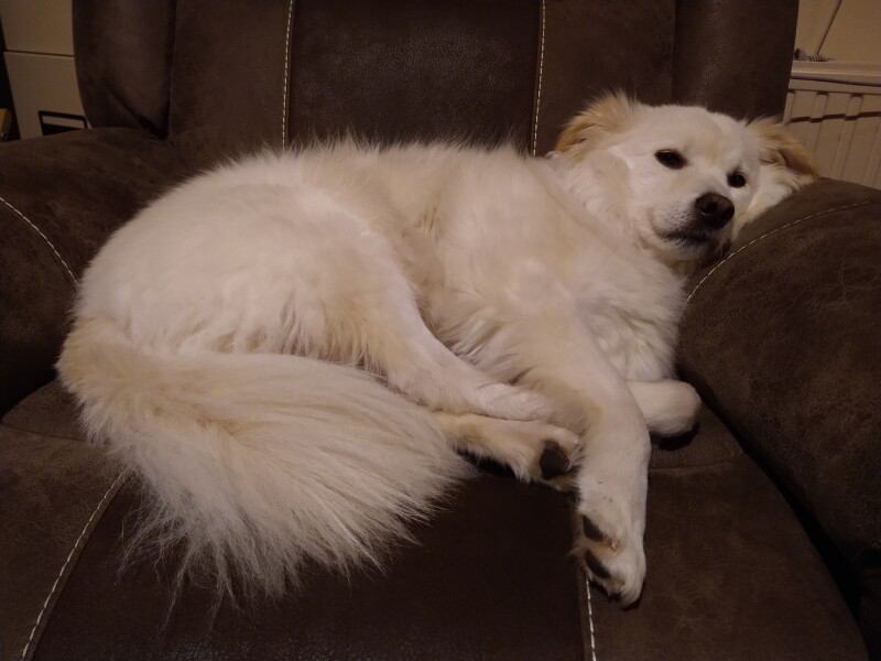 My dog is not allowed