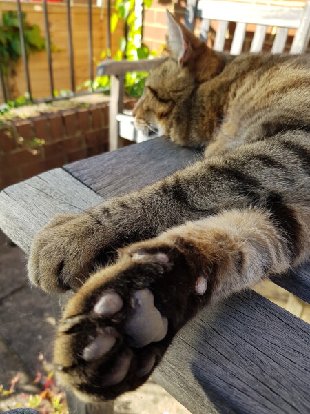 Thug cat part 4.  After all, it's not my Axminster.