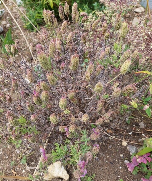 French lavender given up the ghost?