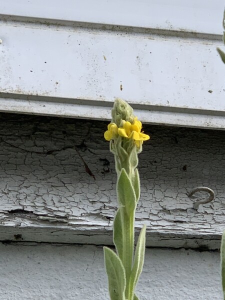 Anyone recognise this plant?
