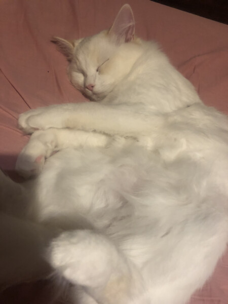 Male cats vs female cats, which are more affectionate?