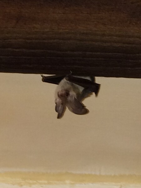 Bat Signal has been activated!