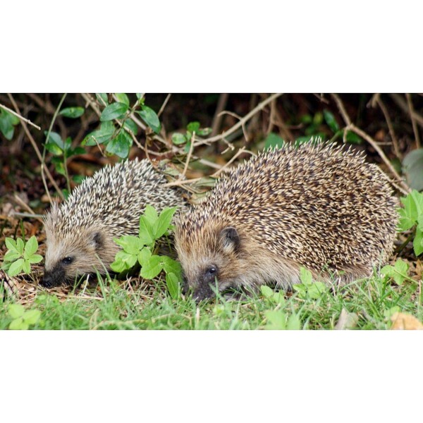 To ask you to please help hedgehogs and other wildlife prepare for winter
