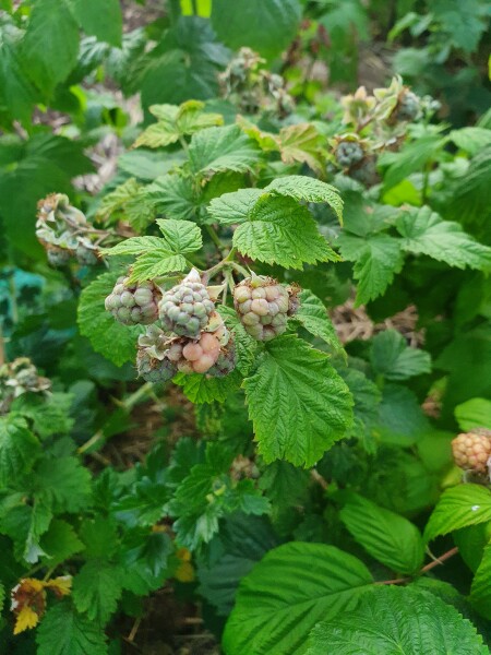 The Vegetable Patch