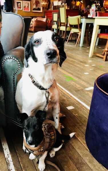 Can we share dog pictures?