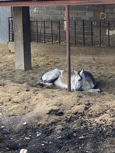 Help. On hols, Possible cast horse next door