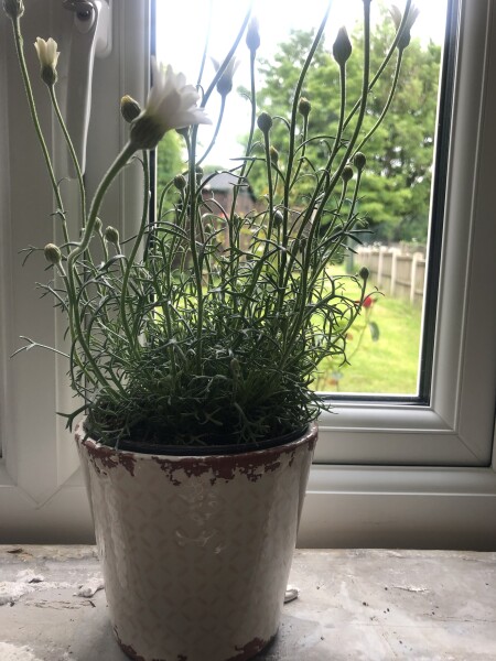 Can this live inside ? 