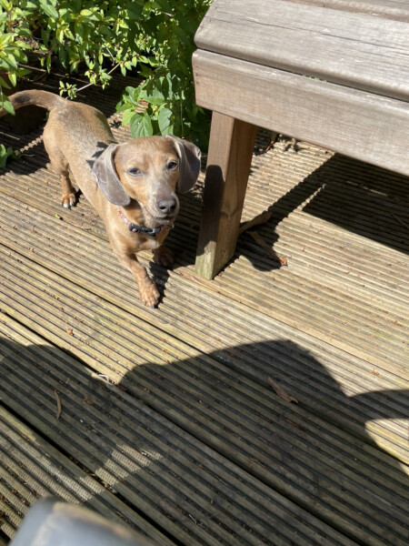 Can we share dog pictures?