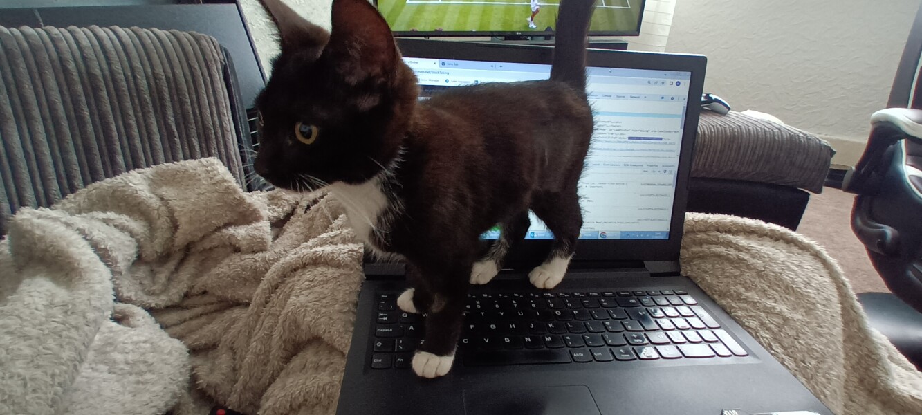 I want to show off my kittens!!