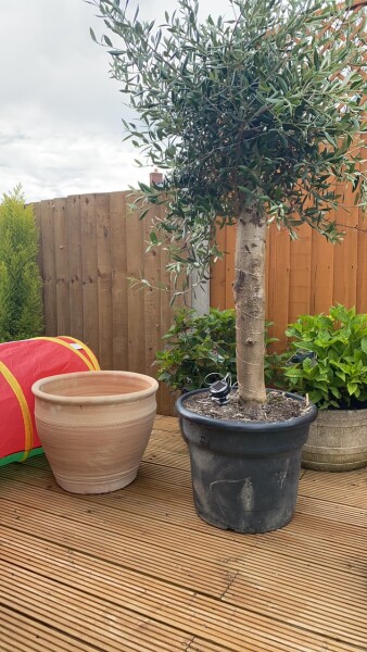 Potting olive tree