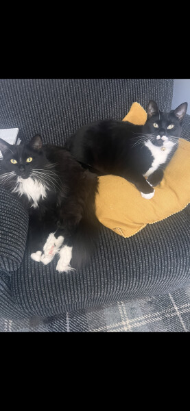 I want to show off my kittens!!