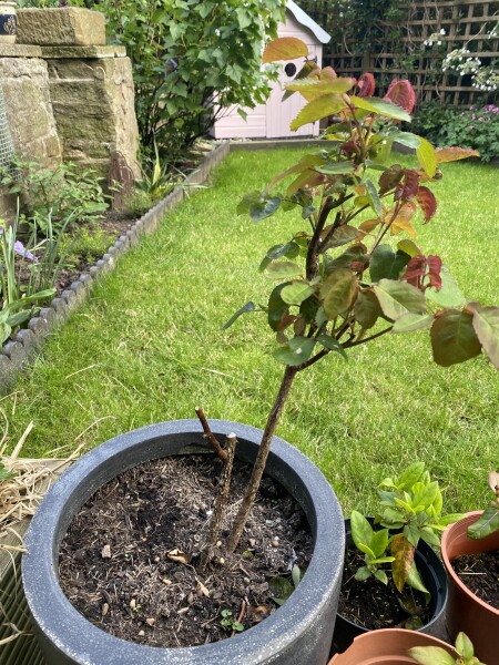 Potted rose not thriving 