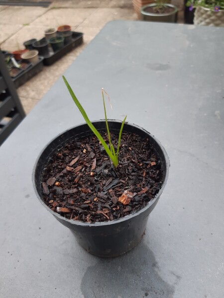 Red hot poker help