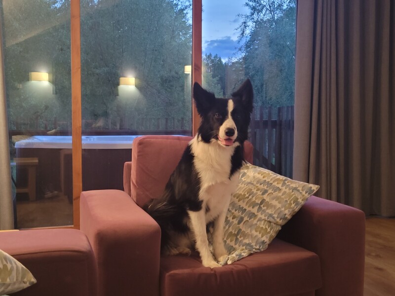 Can we share dog pictures?