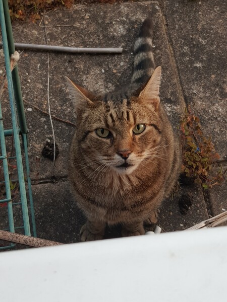 Thug cat part 4.  After all, it's not my Axminster.