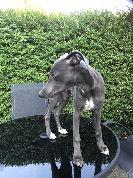 My dog is not allowed