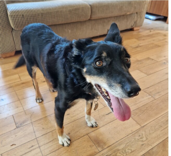 My ten yr old dog is dying