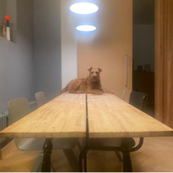 My dog is not allowed